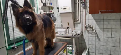 Strzyżenie i pielęgnacja psów